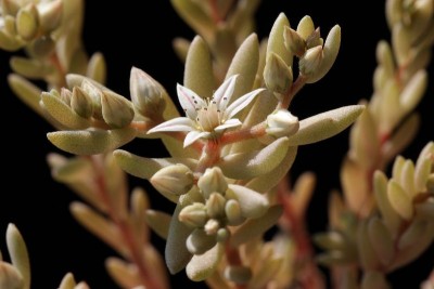 Sedum hispanicum 03.JPG