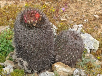 IMG_0496.jpeg (195.76 KiB) 10953 mal betrachtet Fero auf San Benito