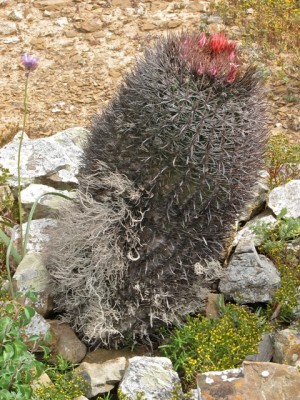 IMG_0497.jpeg (198.36 KiB) 10953 mal betrachtet Fero auf San Benito