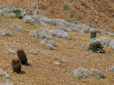 IMG_0506.jpeg (189.56 KiB) 10953 mal betrachtet Fero auf San Benito