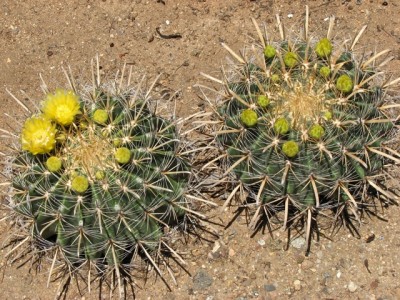 IMG_0587.jpeg (203.79 KiB) 11790 mal betrachtet Ferocactus wislizeni