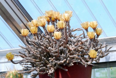 Pterocactus tuberosus 05.JPG