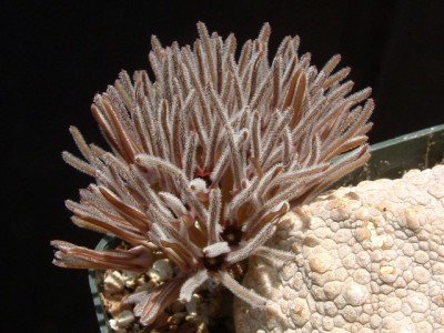 DSCF0005.JPG (161.45 KiB) 17482 mal betrachtet Pseudolithos cubiformis