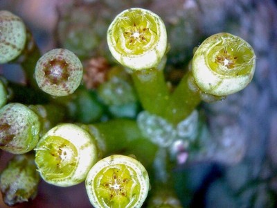 Pseudolithos caput-viperae