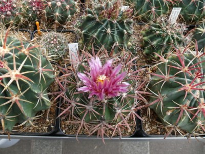112 P1110605 Ferocactus fordii.jpg