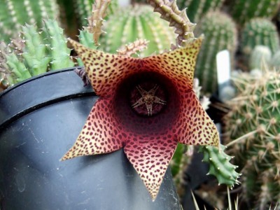 Stapelia spec..JPG (78.75 KiB) 21294 mal betrachtet Stapelia spec. <br />Ich vermute eher Huernia.
