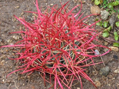 IMG_4694.jpeg (188.28 KiB) 10754 mal betrachtet In Joshua Tree NP