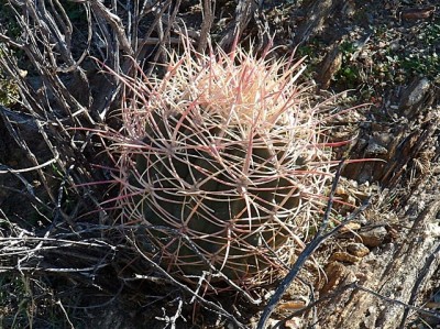 DSCF0006.jpeg (224.28 KiB) 10754 mal betrachtet Im Box Canyon in Anza Borrego SP