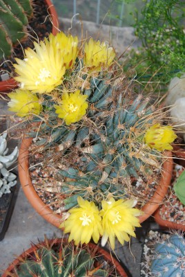 Leuchtenbergia 05.jpg