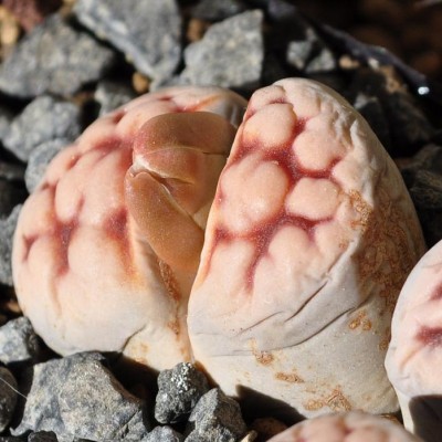 Lithops,Mammill 080.JPG