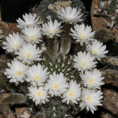 IMG_0765.jpeg (101.81 KiB) 11289 mal betrachtet Pygmaeocereus bieblii ssp. kuehhasii