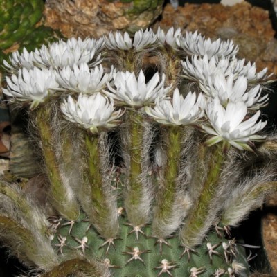 IMG_0770.jpeg (111.14 KiB) 11920 mal betrachtet Pygmaeocereus bieblii ssp. kuehhasii