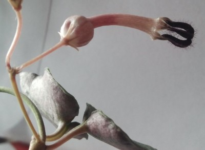 Ceropegia linearis ssp. woodii