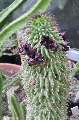 Hoodia pilifera(?)