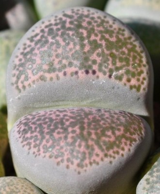 lithops5.JPG