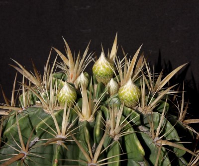 IMG_2260-b.jpg (93.53 KiB) 12483 mal betrachtet Feroc. latispinus f. flavispinus