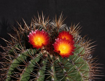 IMG_2163-a.jpg (91.97 KiB) 12337 mal betrachtet Feroc. pilosus-Hybride