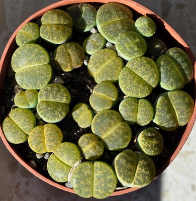 lithops1.JPG