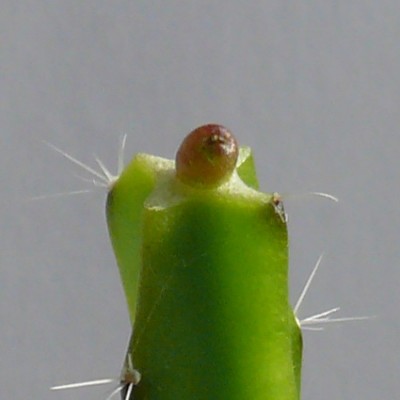 134 P1110819 Mammillaria luethyi.jpg