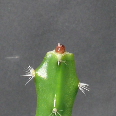 135 P1110898 Mammillaria luethyi, 9. Nov. 2013.jpg