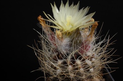 Eriosyce taltalensis v. pygmaea WK792 (Py. pulchellus) 2013 August02-2.jpg