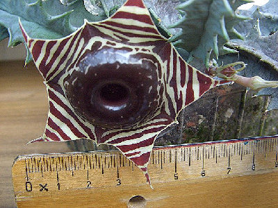 Huernia zebrina.jpg