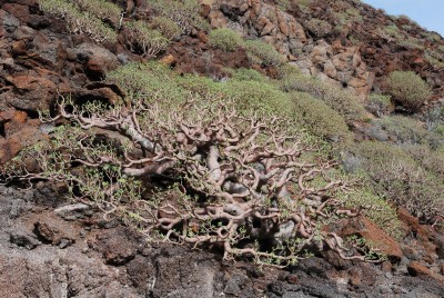E. balsamifera 03.JPG