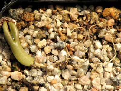 IMG_0971.jpeg (164.17 KiB) 14696 mal betrachtet Puna clavarioides