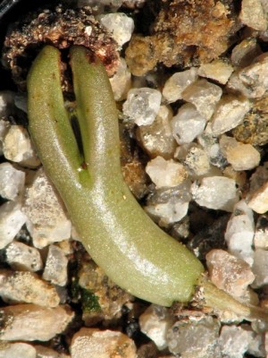 IMG_0973.jpeg (140.1 KiB) 14696 mal betrachtet Puna clavarioides