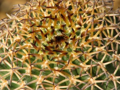 IMG_4427_2.jpeg (154.95 KiB) 20681 mal betrachtet Pygmaeocereus bieblii ssp kuehhasii