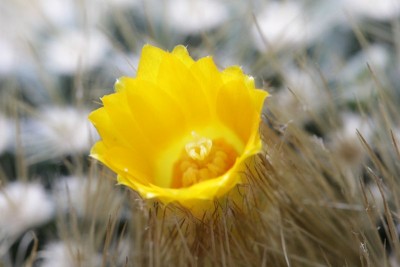 Parodia aff. chrysacanthion 131231.JPG