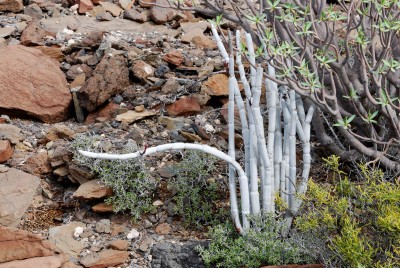 Ceropegia fusca 05.JPG