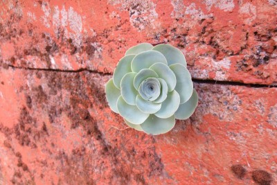 Aeonium aureum 01.jpg