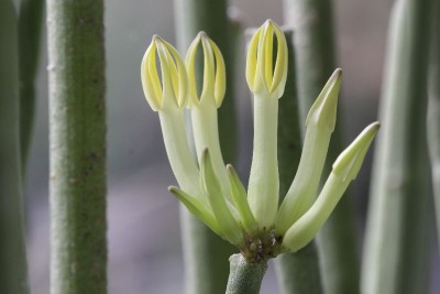 Ceropegia dichotoma 140105 01.JPG