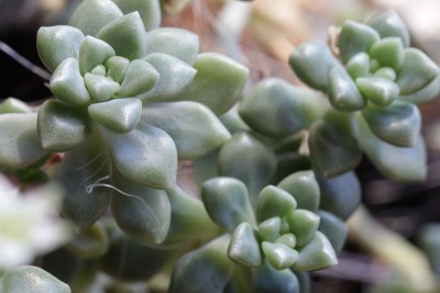 Graptopetalum mendozae 140112 01.JPG