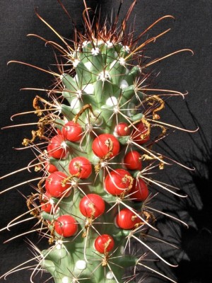 IMG_1053.jpeg (163.29 KiB) 19817 mal betrachtet Cochemiea poselgeri