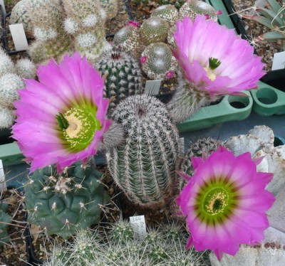 141 P1120245 Echinocereus armatus, am 12.04.2014.jpg