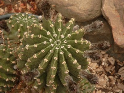 Echinopsis eyriesii 20060519 II.jpg