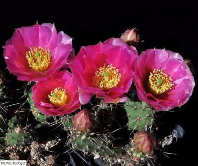 opuntia (2).JPG