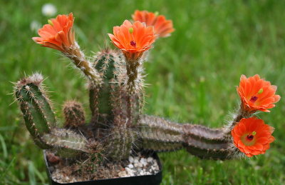 Echinocereus scheeri var. obscuriensis