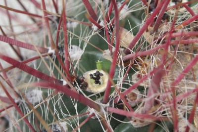 Feroc. gracilis var. coloratus_Viviparie_140524_3684.jpg