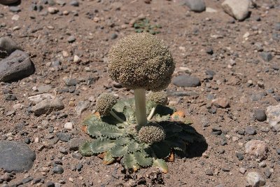 Blumenkohl_am_Stiel.JPG