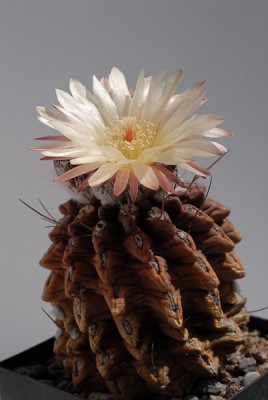 Eriosyce occulta (Nc. occulta ex HH) 2013 Mai24-2.jpg