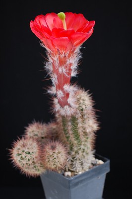 Echinocereus plomosus 2014 Juno04-1.jpg