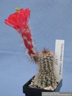 Echinocereus plomosus L768 2010 06 13 057_klein.jpg