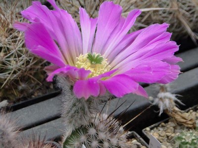 Echinocereus armatus 2014 Juno06.jpg