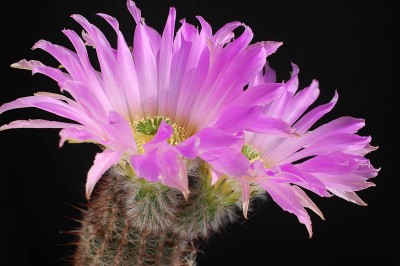 Echinocereus fitschii ssp. armatus HK1112 2014 Juno07-3.jpg