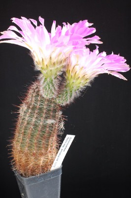 Echinocereus fitschii ssp. armatus HK1112 2014 Juno07.jpg