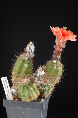 Echinocereus scheerii f. obscuriensis, El Creel 2014 Juno07.jpg