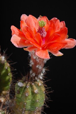 Echinocereus scheerii f. obscuriensis, El Creel 2014 Juno07-5.jpg